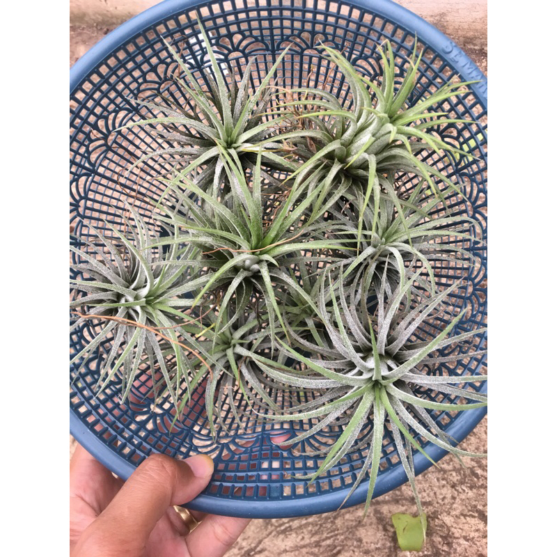 tanaman udara tilandsia