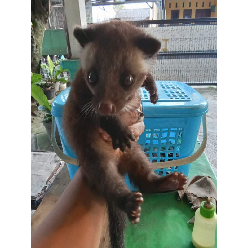 musang bulan