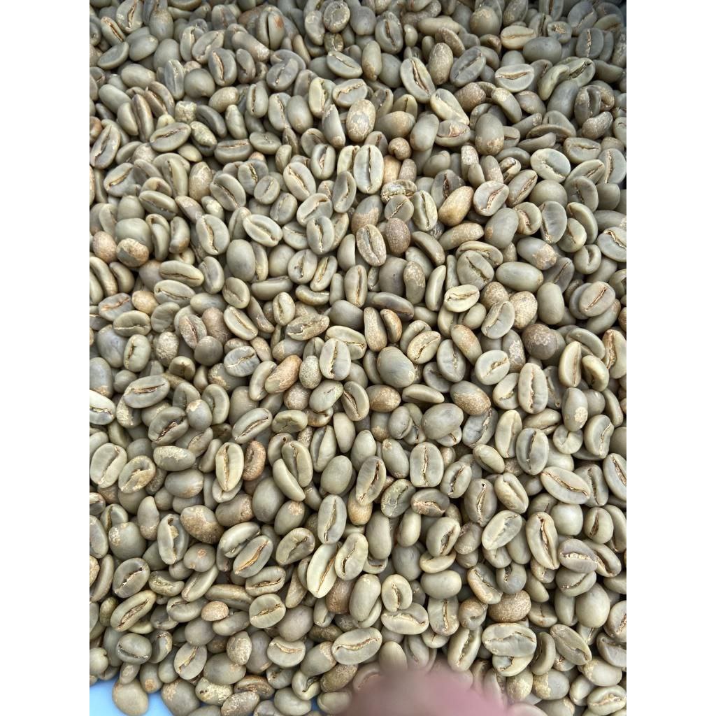 

Green Bean Arabica Gayo Natural - Sailingcoffee.id