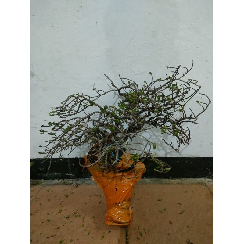 Bahan Bonsai Santigi Karang