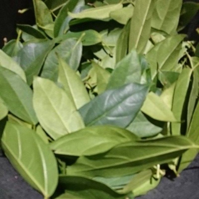 

Daun cincau perdu