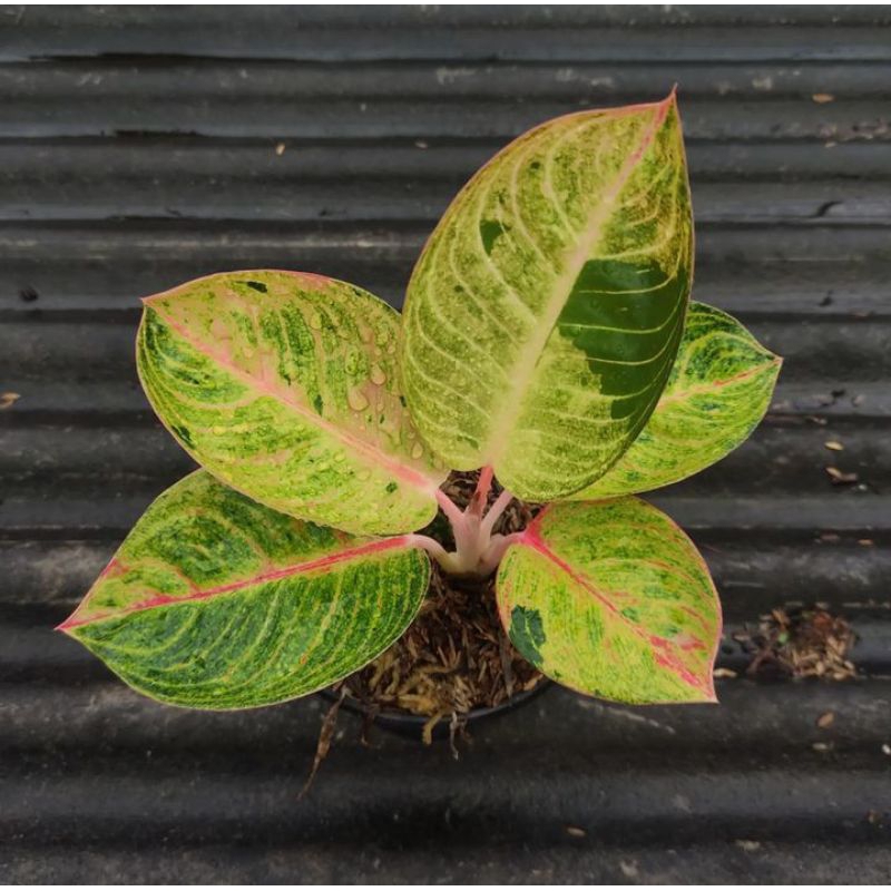 aglonema goliath anakan aglonema