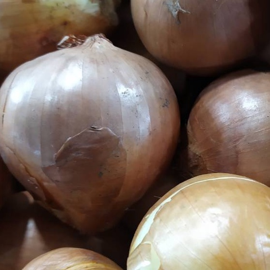 

LVPX8208 Terbaru Bawang bombay /500 gram