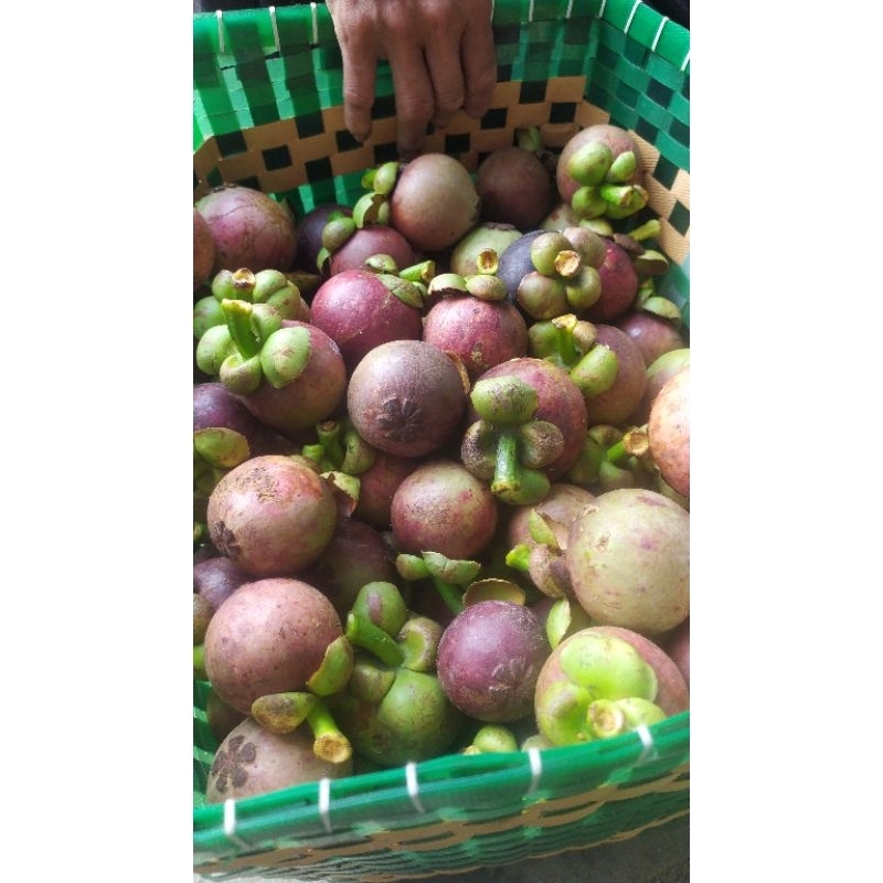 

manggis ready juga