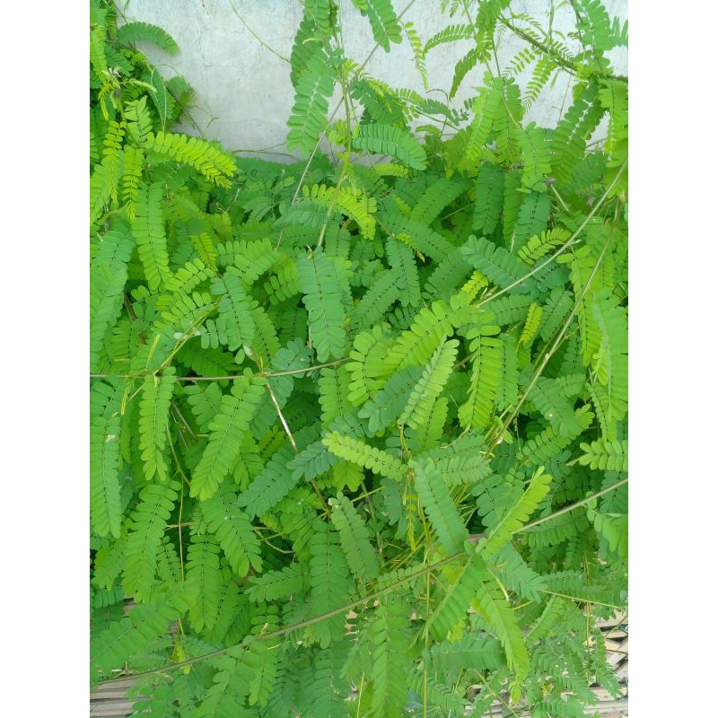 

Daun Saga Segar 200 Lembar/ Strip Obat Hebal