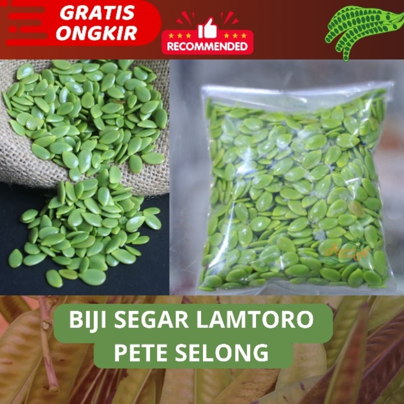 

Petai Selong Biji Segar Kemasan Vakum - Petai Cina - Lamtoro Langka Segar Asli Kab. Bandung Panen Per Hari Jumat