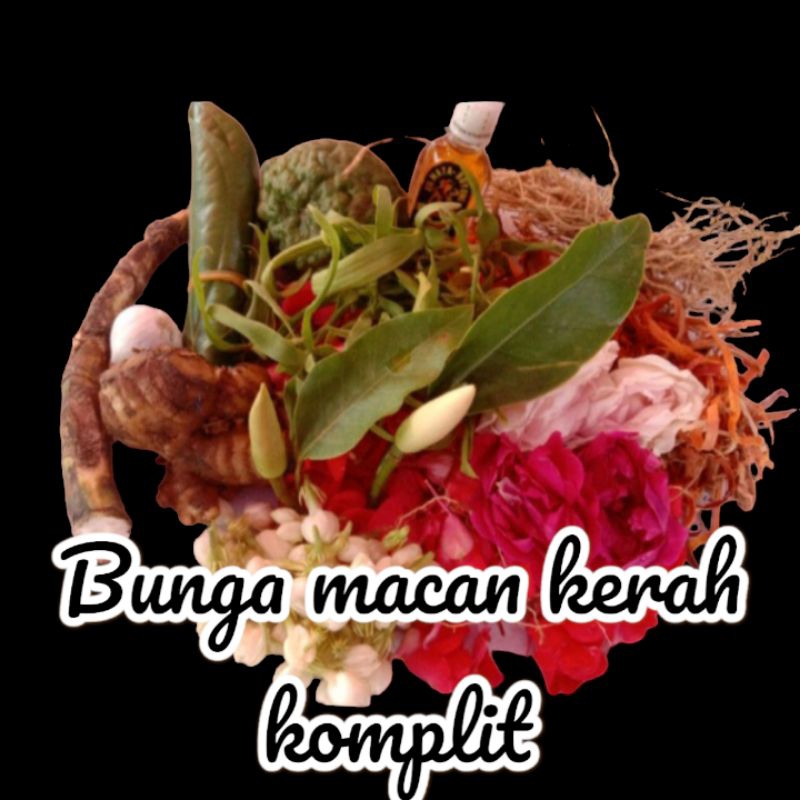 bunga macan kerah kembang untuk mandi komplit dan harum ekonomis