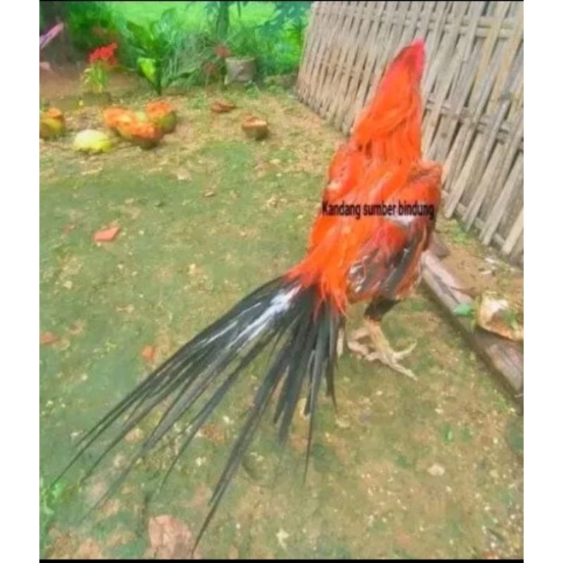 

telur ayam ekor lidi