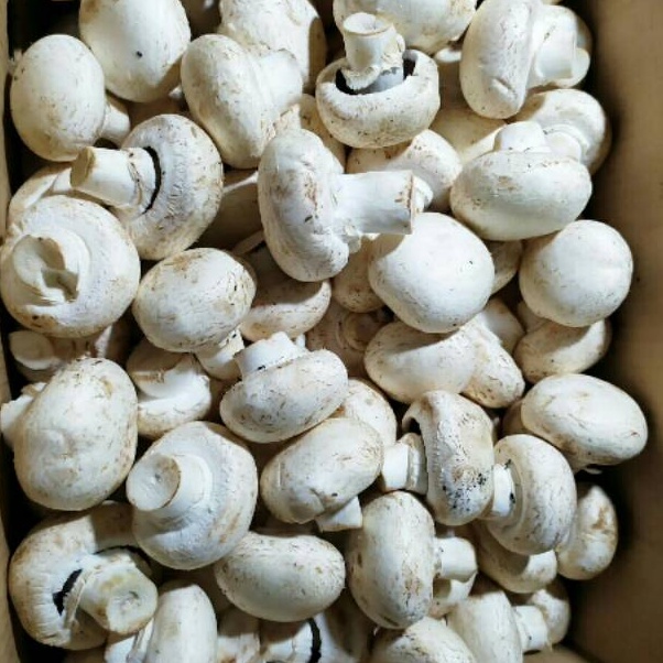 

Jamur Kancing (Champignon) / 250 gram