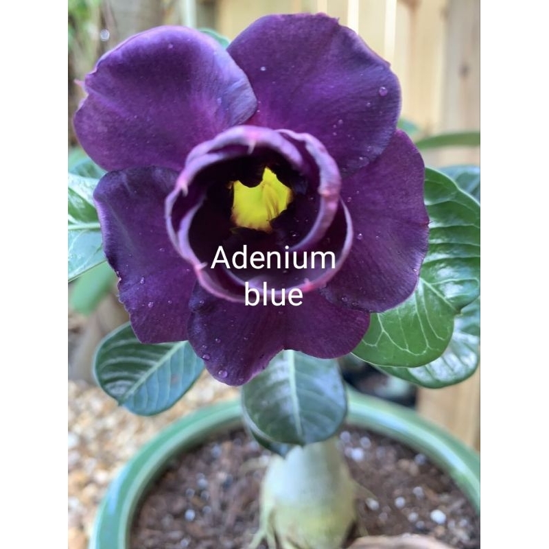 tanaman hias Kamboja jepang adenium bunga tumpuk blue Kamboja jepang adenium bunga tumpuk