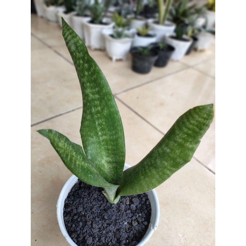 Sansevieria Metalika Varigata