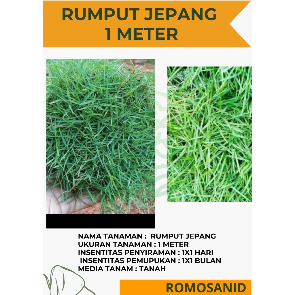 Tanaman Rumput Jepang Per 1 Meter - Rumput Jepang Per 1 Meter Persegi - ROMOSAN.ID