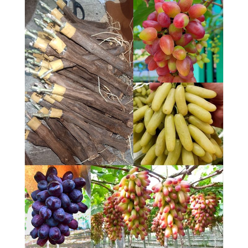 PAKET 4 BIBIT ANGGUR IMPORT COD