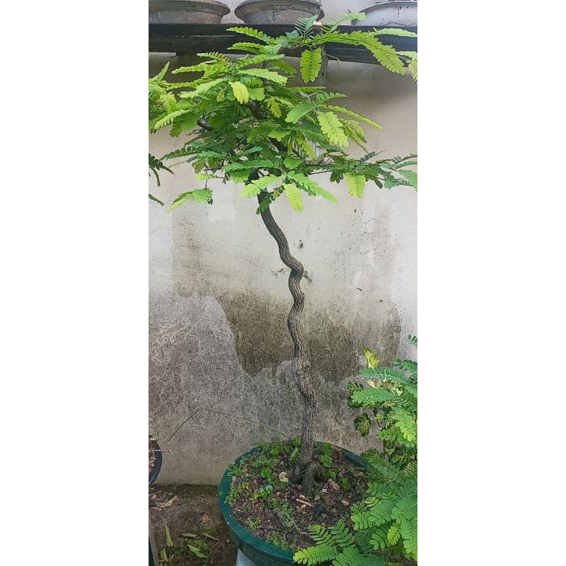 bonsai asem jawa