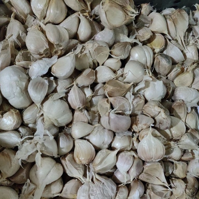 

⁑ Bawang putih kating bersih 1 kg / 1000 gr Harga Termurah ノ