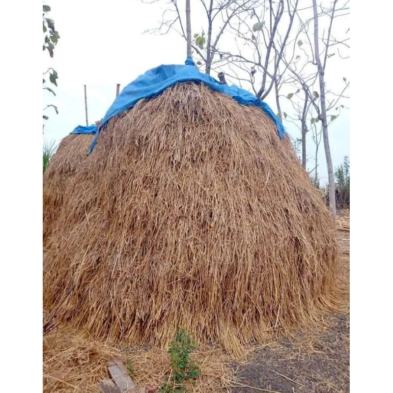 JERAMI PADI KERING /1KG