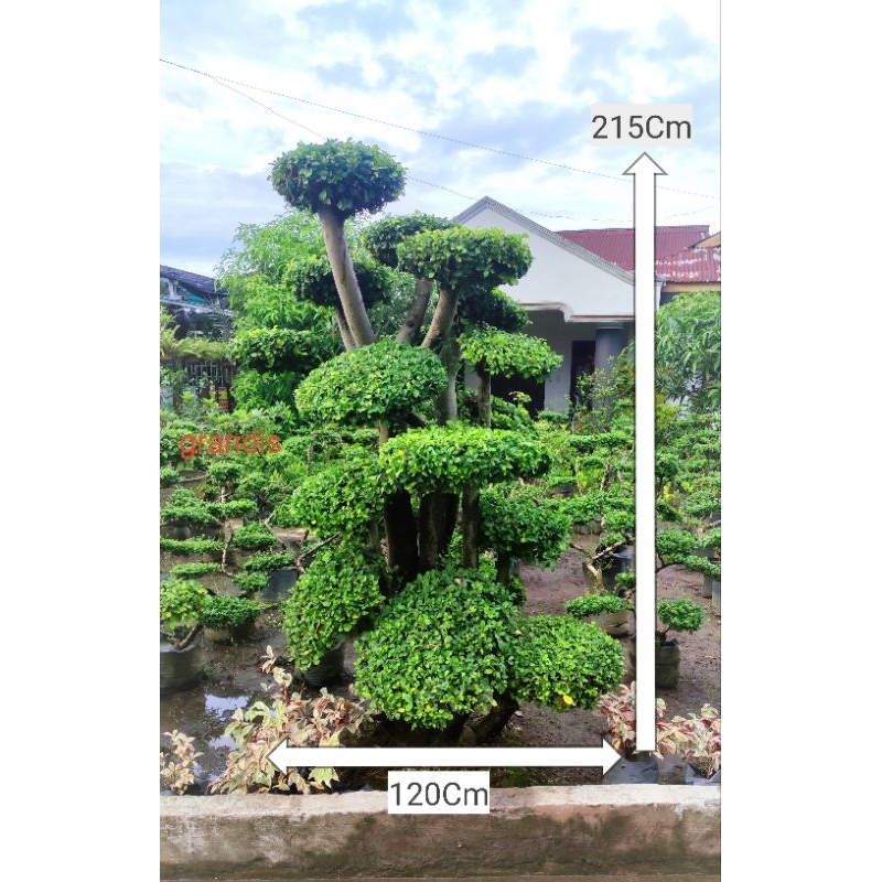 Pohon Bonsai Serut