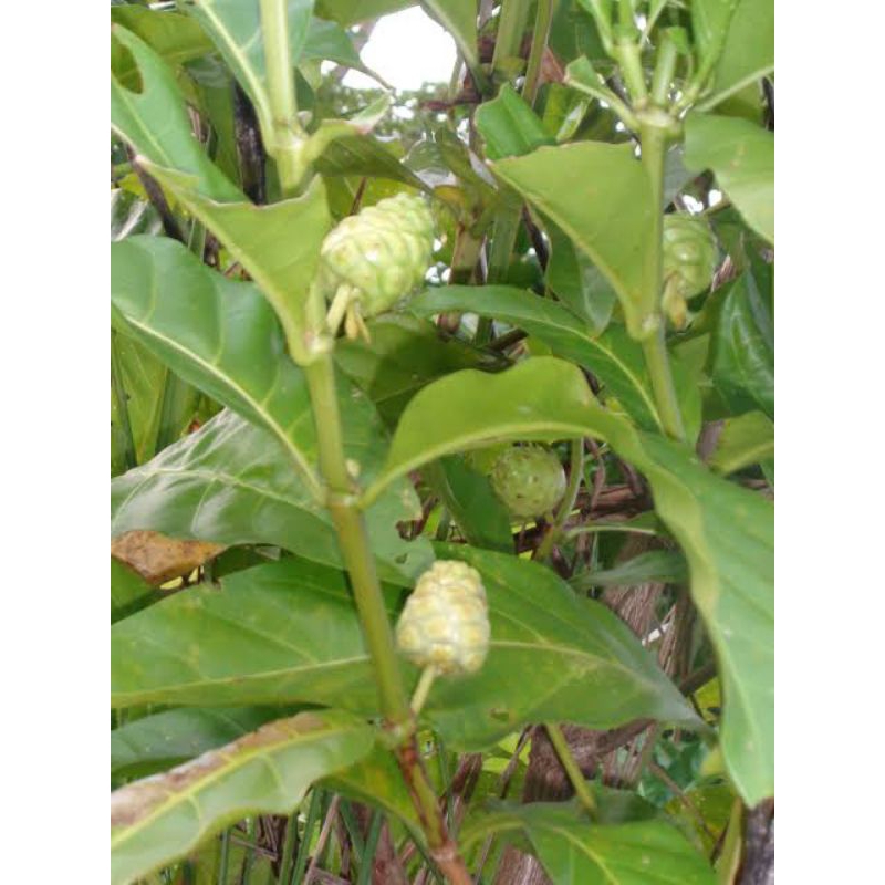 

Mengkudu Hutan Meungkudu Kecil Mengkudu Liar 1 Kg Keumeudee Uteuen