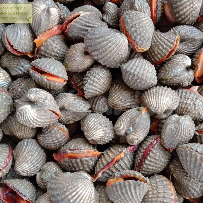 

Kerang Dara Hidup Kerang Darah Segar 1Kg