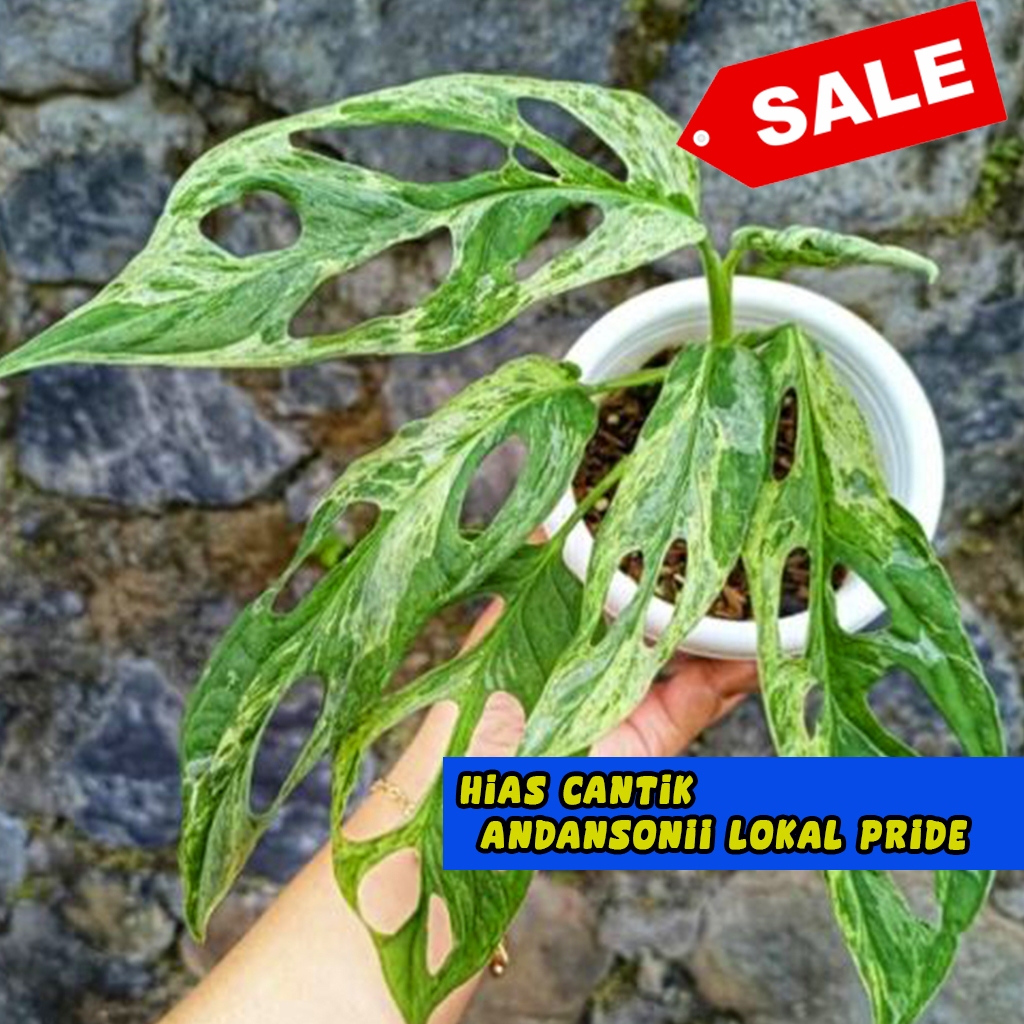 JANDA BOLONG  VARIGATA pilodendron janbol varigata lokal