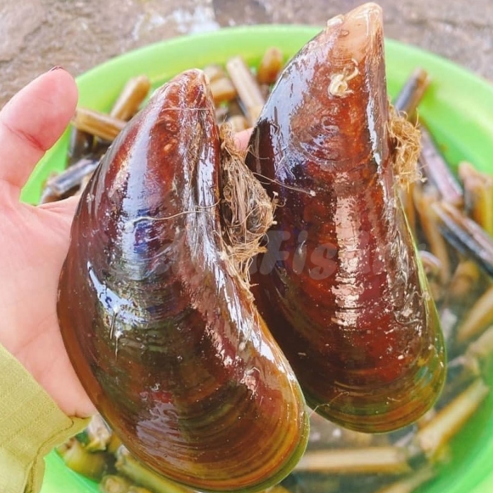 

Kerang Hijau Segar Kerang Hijau 1Kg Kerang Ijo