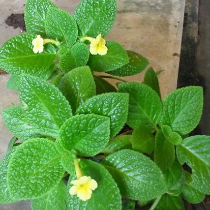 Bunga Episcia Monet Kuning Tanaman Hias Bunga Monet Kuning Episcia Monet Episcia Bunga Kuning