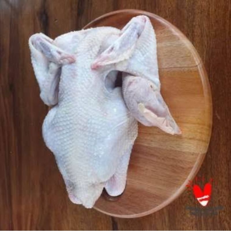 

Ayam Pejantan