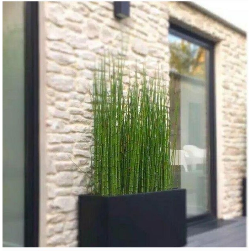 bambu air - tanaman bambu air