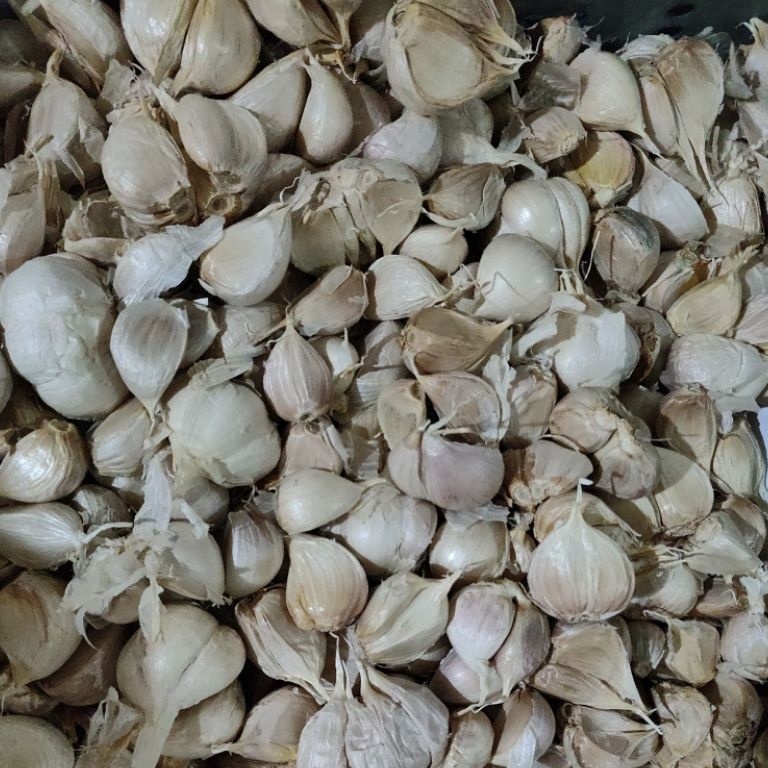 

R3adyst0ck Bawang putih kating bersih 1 kg / 1000 gr New_Product