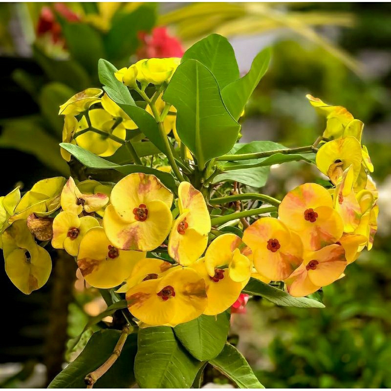 Bunga Euphorbia Kuning