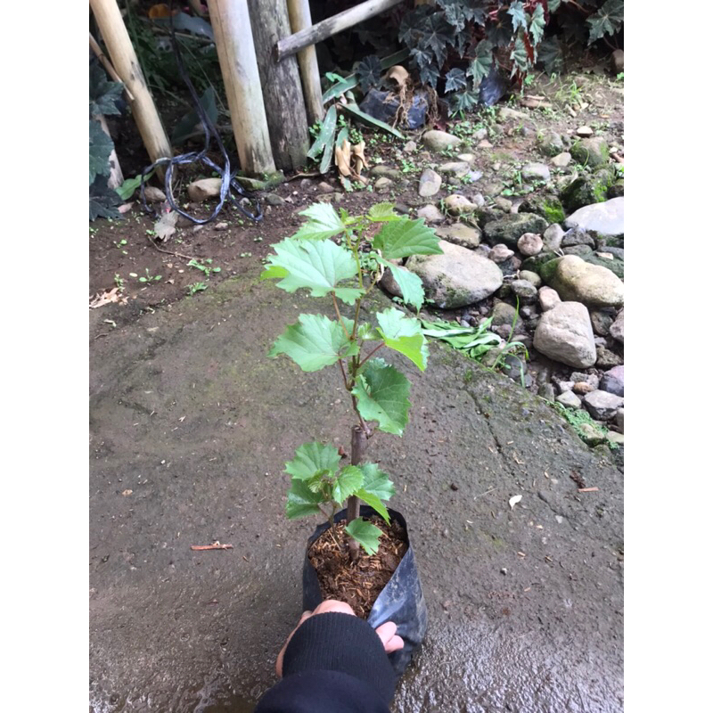 bibit anggur hijau | anggur hijau