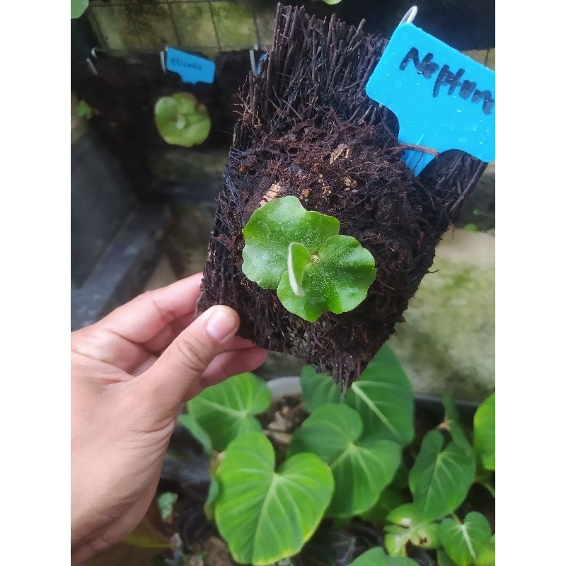 Platycerium Neptune Hybrid