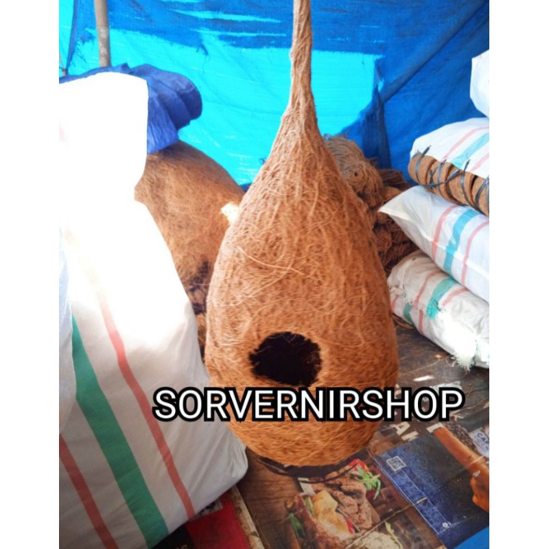 sarang burung lovebird glodok burung murai parkit manyar sarang telur