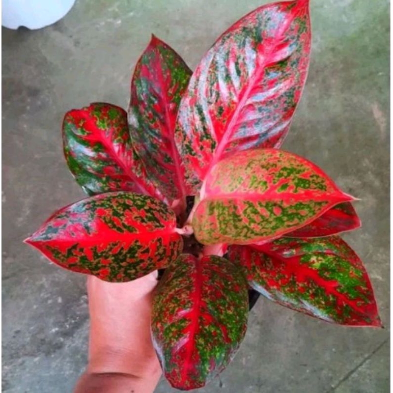 BIBIT ANAKAN AGLONEMA RED STARDUST 1-3 DAUN/BEBY AGLONEMA STARDUST