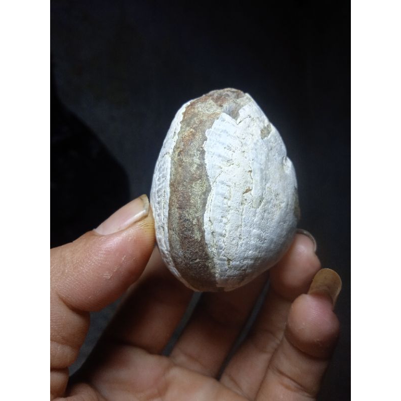 batu fosil kerang