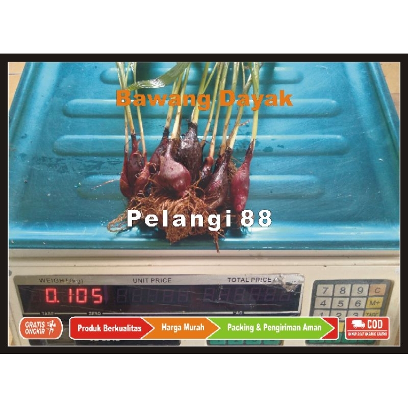 Bawang Dayak Kalimantan , Umbi Bawang Dayak , Herbal Bawang Dayak 100 gram