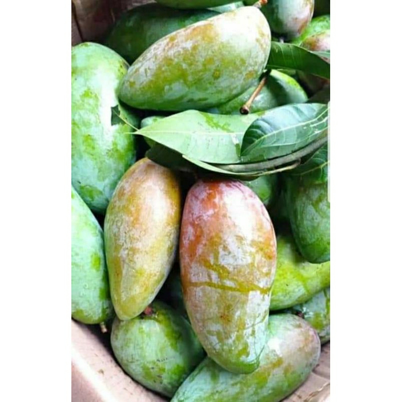 

Buah mangga kiyojay mentah/mangga thailand manis