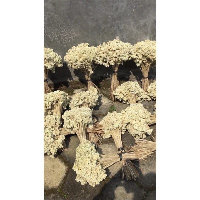 EDELWEIS LAWU DAN BROMO