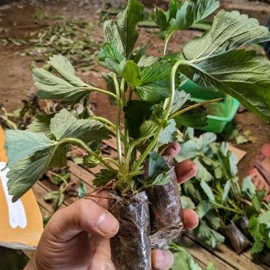 DIARY PETANI - Bibit Strawberry Jenis Sagahonoka Mewah