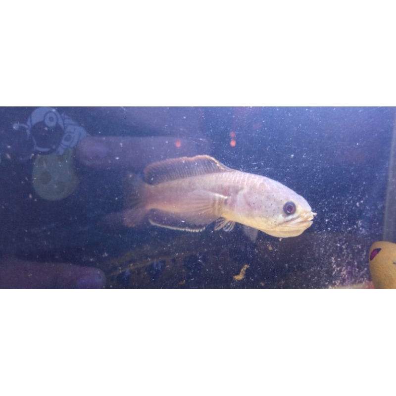 Ikan Channa Limbata Lawu
