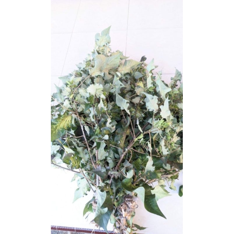 Bibit Waru merah , India , wayang , Taiwan , Brazil bibit bonsai