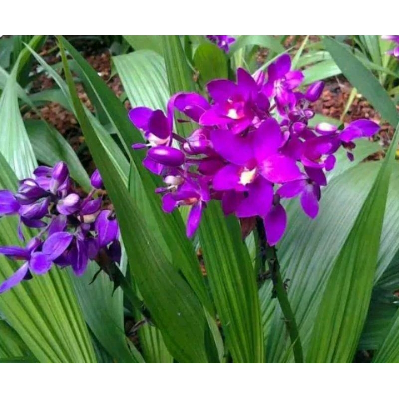 [PROMO] BUNGA ANGGREK TANAH /Pot #berbunga warna ungu cantik