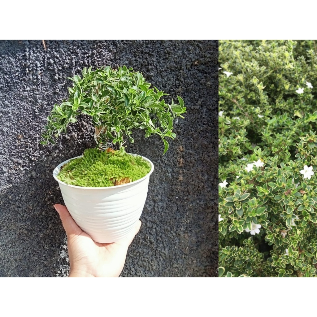Tanaman Hias Bunga Mirten Varigata - Bibit Tanaman Hias Mirten Bonsai