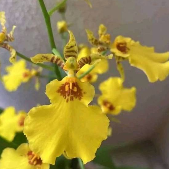 Anggrek Golden Shower: Keindahan Emas untuk Kebunmu