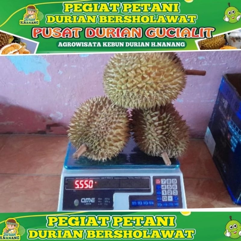 

Durian Gogo Super (montong gucialit)