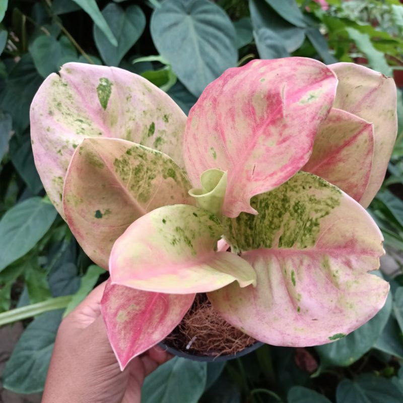 Aglonema emerald/Tanaman aglonema emerald mutasi