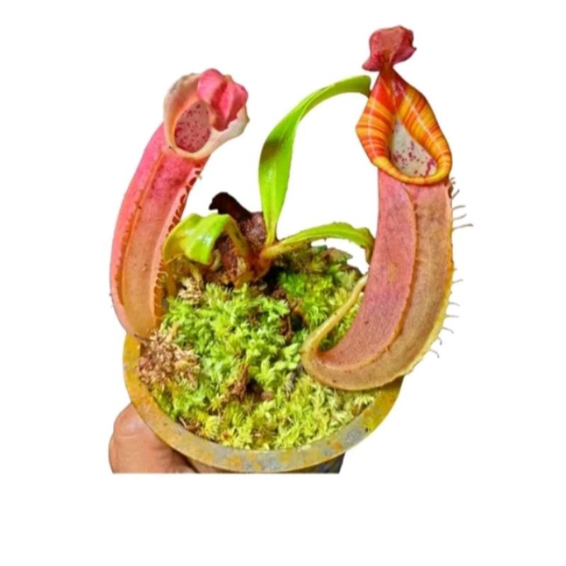 TANAMAN ANGGREK SEMAR CANTIK ELEGAN DEWASA