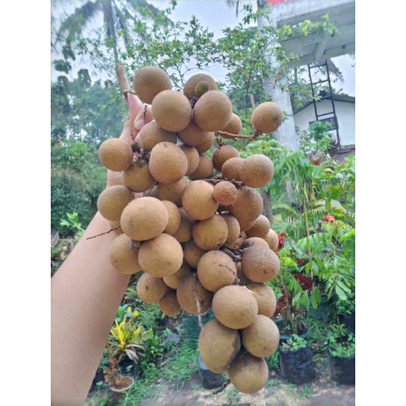 

1 kg Klengkeng New Krisral