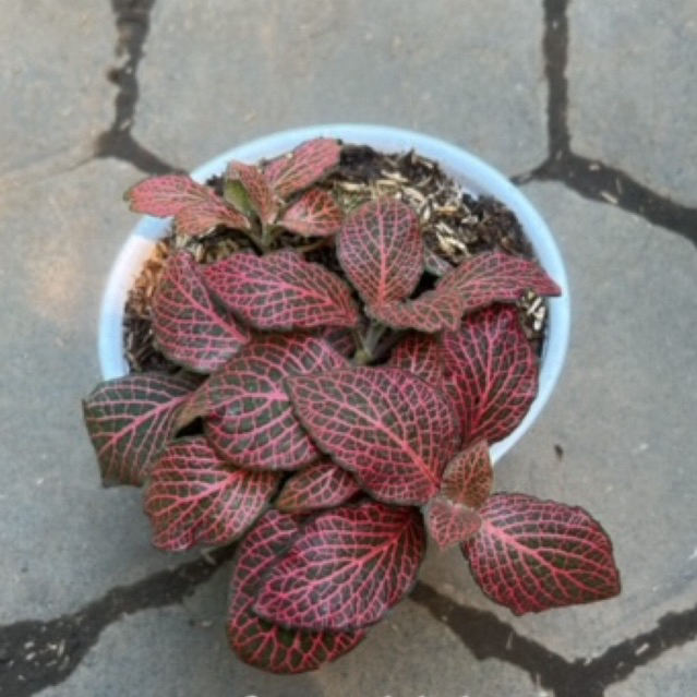 TANAMAN FITTONIA PINK (REAL PIC) / FITTONIA INCLUDE POT PUTIH
