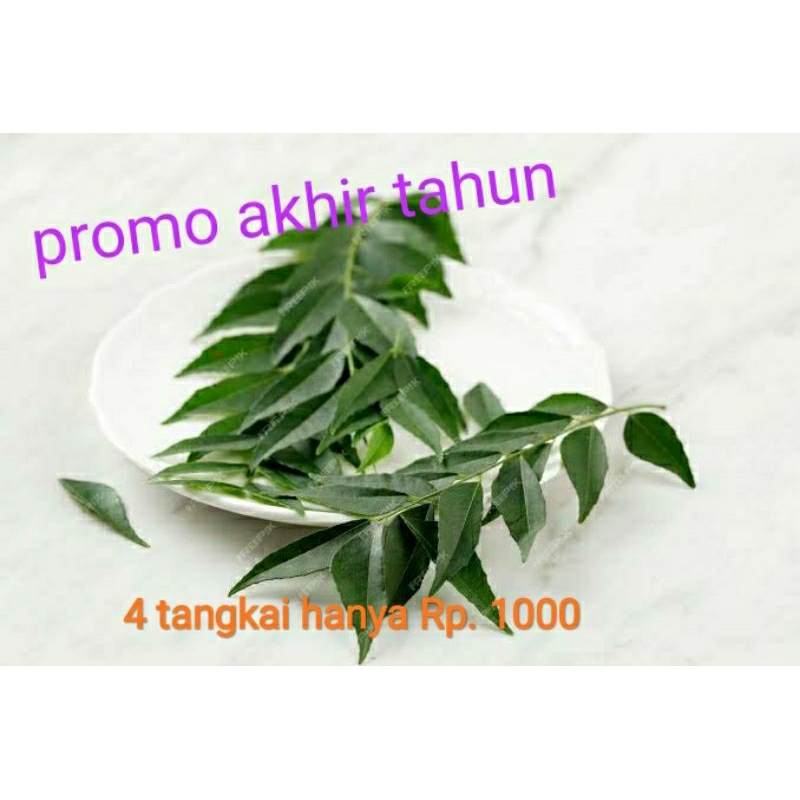 

daun salam koja daun kari fresh langsung petik